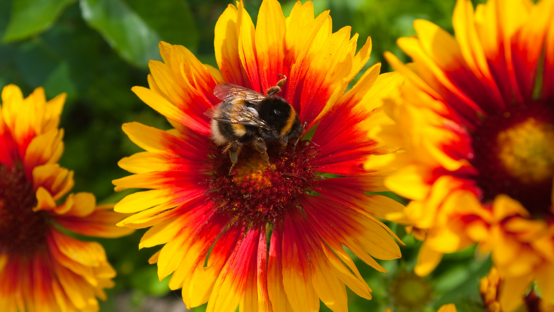 From Seed to Bloom: The Fascinating Journey of a Flower