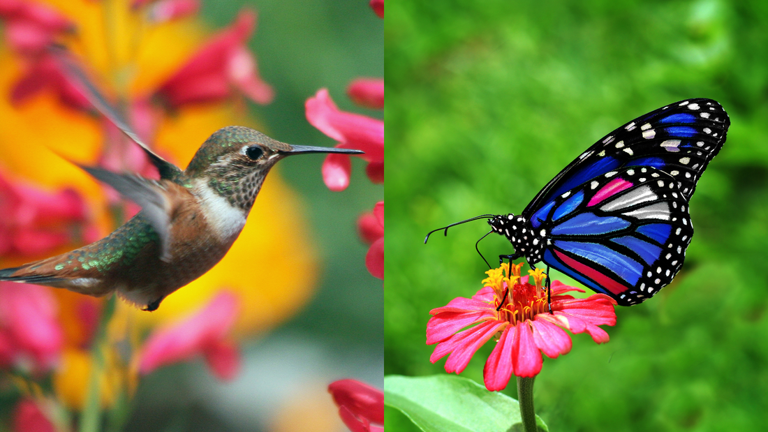 Embrace Nature's Delight with the Best Perennials for Butterflies and Hummingbirds