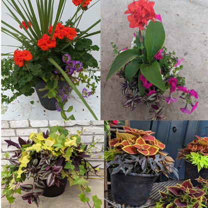 URN CLUB - 4 Planters